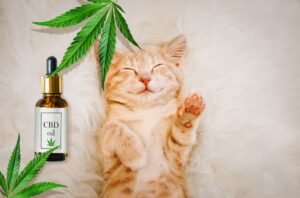 CBD for Pets: An Overview of Its Uses and Benefits